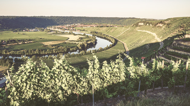 Wein online kaufen im Online-Shop der Lauffener Weingärtner eG