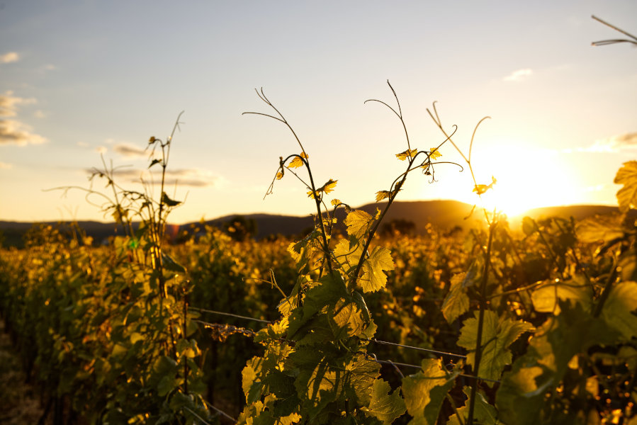 Weinberge Lauffener Weingärtner eG im Frühjahr